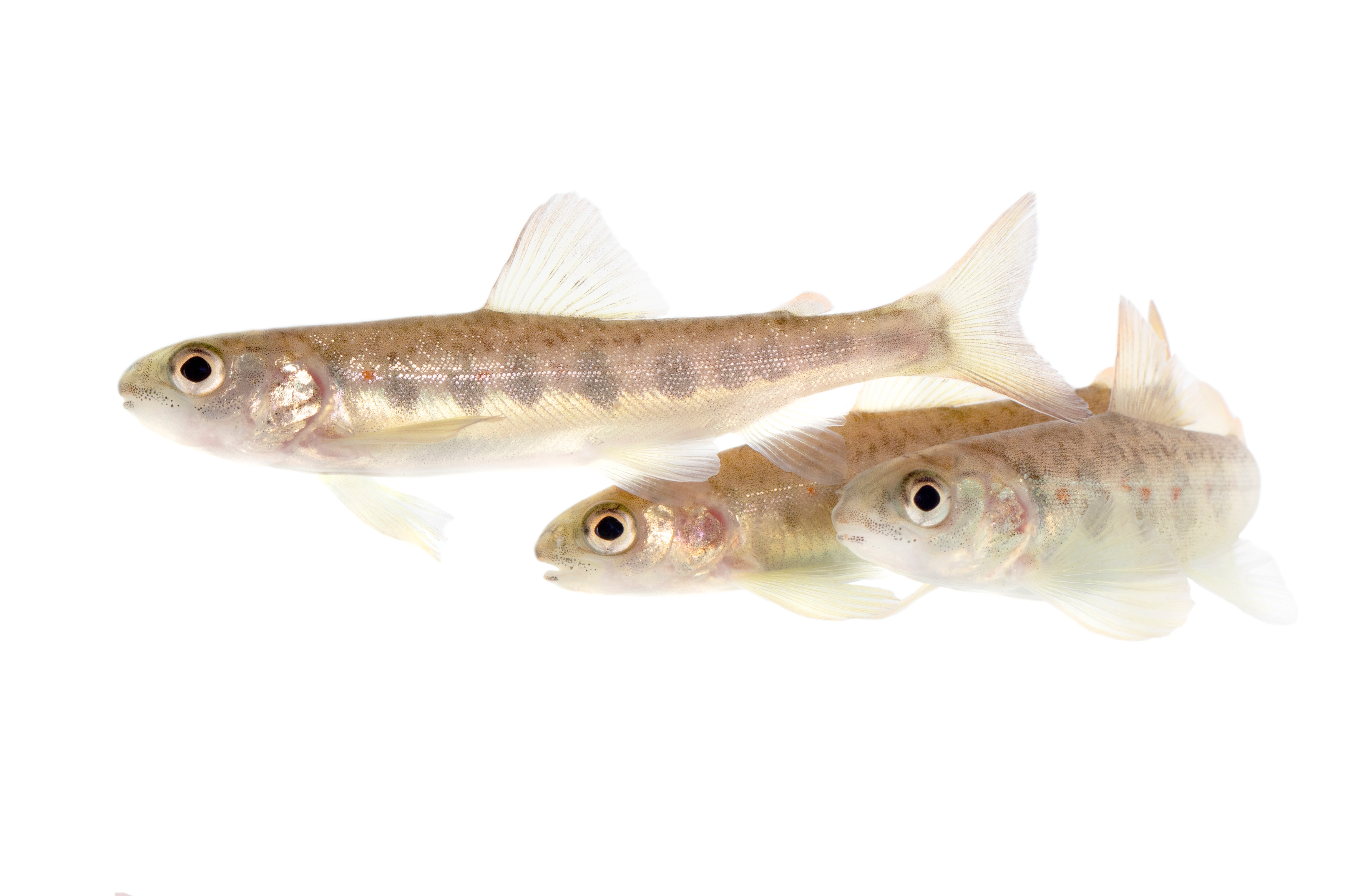 Statistically, two of these salmon are about to be a lot happier than the other one